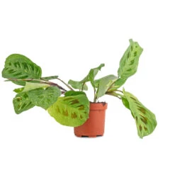 Maranta Leuconeura Var. Kerchoveana - Variegated Rabbit's Foot -Indoor Plant Store Maranta leuconeura var. kerchoveana Variegata Rabbit s Foot