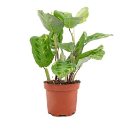 Maranta Leuconeura Var. Kerchoveana - Variegated Rabbit's Foot -Indoor Plant Store Maranta leuconeura var. kerchoveana Variegata Rabbit s Foot 5573