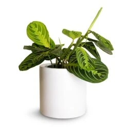 Puk Essentials Planter - Matt White -Indoor Plant Store Maranta leuconeura var.erythroneura Lemon Lime 12x35cm Puk Planter Matt White 15x15cm fc18bf38 3c69 4fca b990 df9582477617
