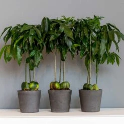 Mini Bucket Plant Pot - Black Washed 15 Mini Bucket Plant Pot - Black Washed -Indoor Plant Store Mini Bucket Plant Pot Black Washed Houseplants