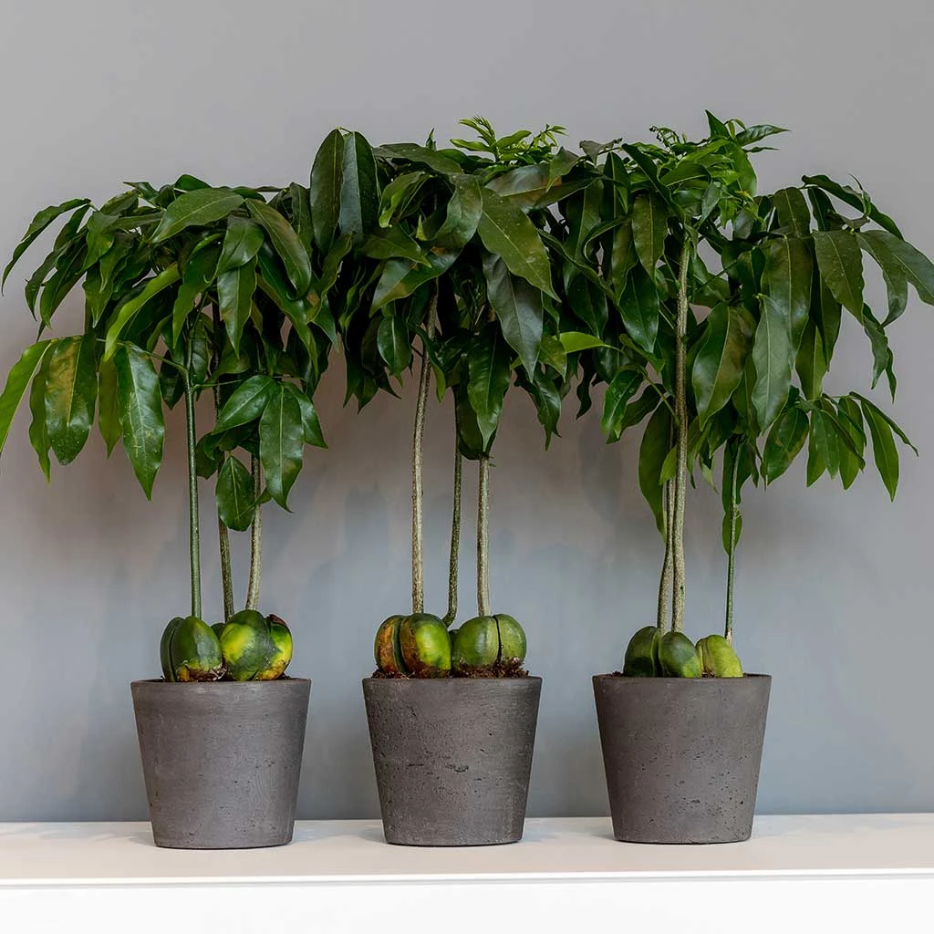 Mini Bucket Plant Pot - Black Washed 7 Mini Bucket Plant Pot - Black Washed - Image 7