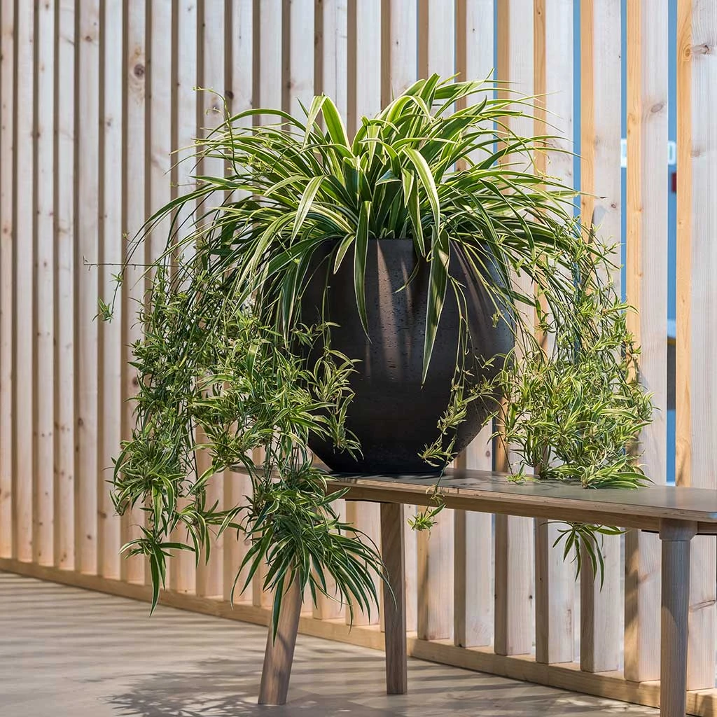 Mini Orb Kevan Plant Pot - Black Washed 12 Mini Orb Kevan Plant Pot - Black Washed - Image 12