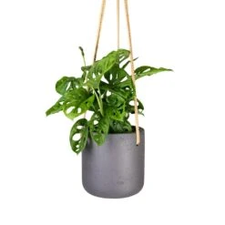 Charlie Hanging Plant Pot - Black Washed 10 Charlie Hanging Plant Pot - Black Washed -Indoor Plant Store Monstera adansonii Philodendron Monkey Mask 12x30cm Charlie Hanging Plant Pot Black Washed 15x15cm 56acb4f4 05ee 4967 9df7 1177acbc70b3