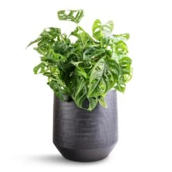 Norell Plant Pot - Black 23 Norell Plant Pot - Black -Indoor Plant Store Monstera adansonii Philodendron Monkey Mask 19x50cm Norell Plant Pot Black 25x24cm bb5bbba4 6f7f 4889 9bb5 1cbe250f8a99