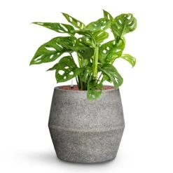Harley Cement & Stone Plant Pot - Granite Grey -Indoor Plant Store Monstera adansonii Philodendron Monkey Mask HydroCare Cement Stone Harley Plant Pot Granite Grey 53c6a442 84b2 4ab2 bef1 30b7551902c5