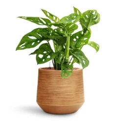 Monstera Adansonii - Philodendron Monkey Mask - HydroCare -Indoor Plant Store Monstera adansonii Philodendron Monkey Mask HydroCare Dune Darcy Planter Almond