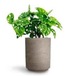 Monstera Adansonii - Philodendron Monkey Mask - HydroCare -Indoor Plant Store Monstera adansonii Philodendron Monkey Mask HydrocultureSuzi Plant Pot Grey Washed b3ebce18 4204 48da b7f8 99baadc4318f