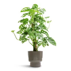 Aries Handles Plant Pot - Charcoal 16 Aries Handles Plant Pot - Charcoal -Indoor Plant Store Monstera adansonii Philodendron Monkey Mask Moss Pole 16x60cm Aries Handles Plant Pot Charcoal 19x20cm e5b3044e fe7b 42b2 be99 1af44f34a556