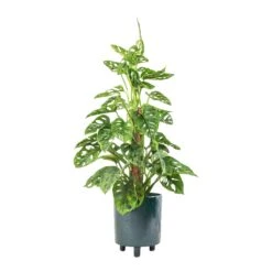 Pisa Plant Pot - Emerald 12 Pisa Plant Pot - Emerald -Indoor Plant Store Monstera adansonii Philodendron Monkey Mask Moss Pole 16x60cm Pisa Plant Pot Emerald 20x24cm