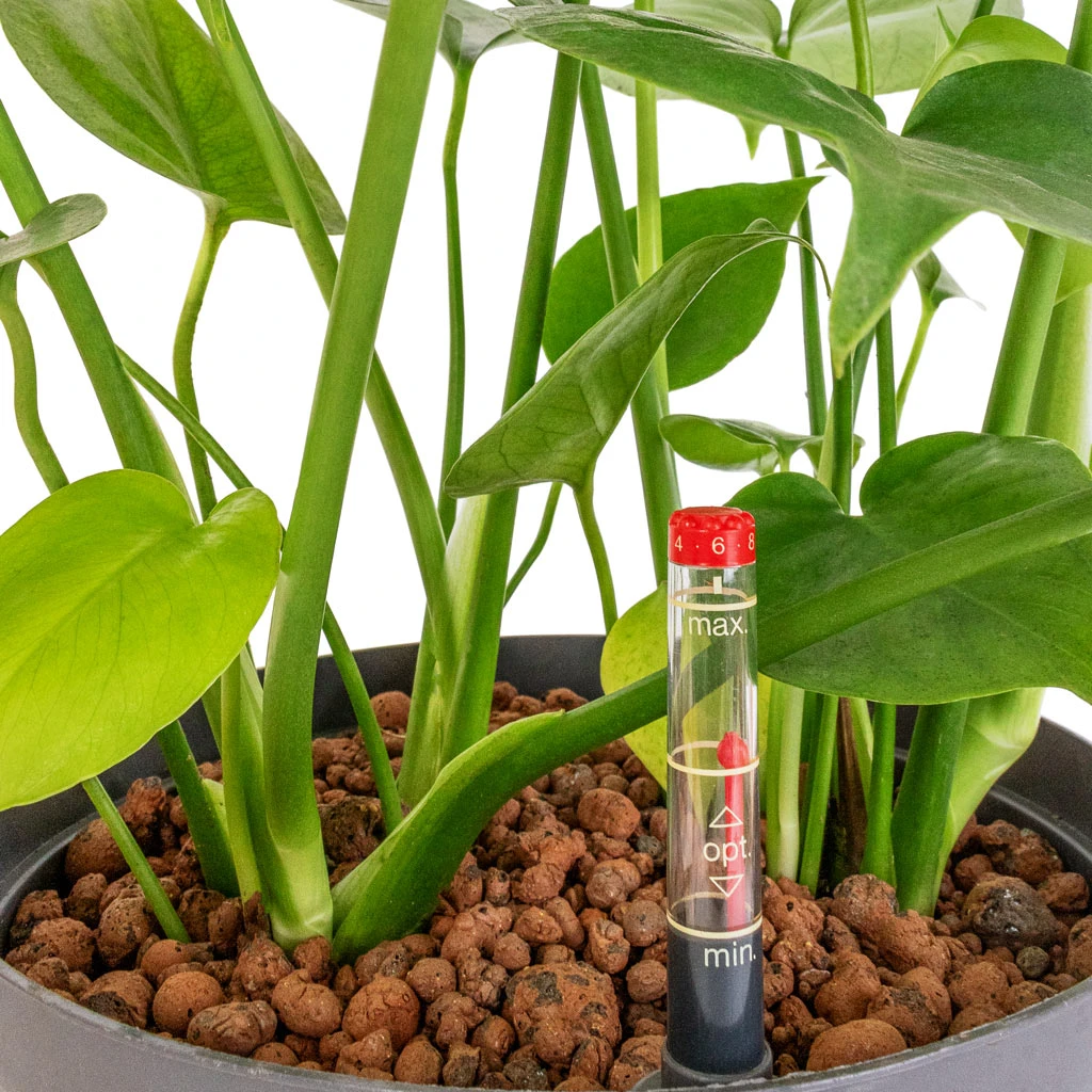 Monstera Deliciosa - HydroCare 2 Monstera Deliciosa - HydroCare - Image 2