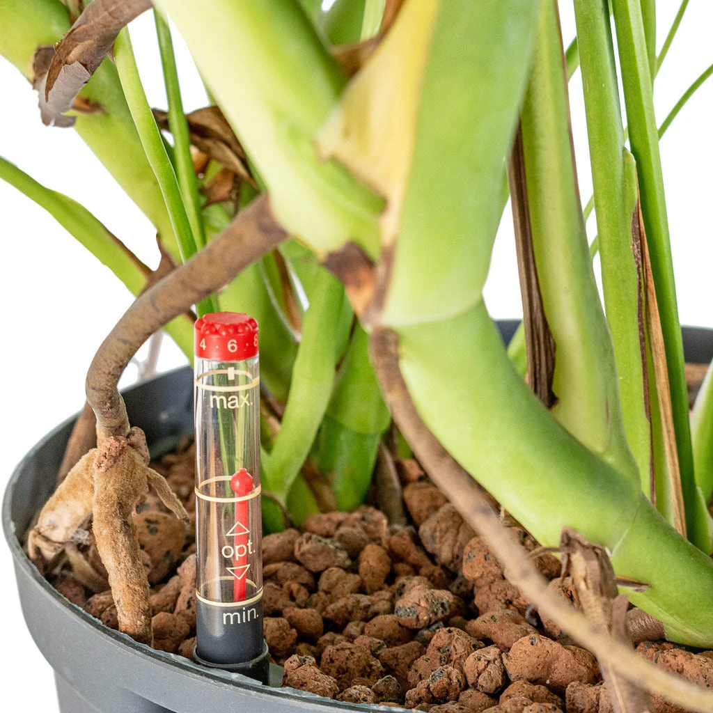 Monstera Deliciosa - HydroCare 16 Monstera Deliciosa - HydroCare - Image 16