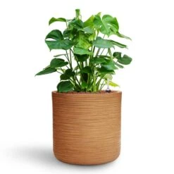 Monstera Deliciosa - HydroCare 37 Monstera Deliciosa - HydroCare -Indoor Plant Store Monstera deliciosa HydroCare Dune Cylinder Planter Almond