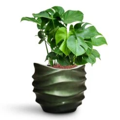 Gradient Lee Couple Planter - Matt Forest 11 Gradient Lee Couple Planter - Matt Forest -Indoor Plant Store Monstera deliciosa HydroCare Gradient Lee Couple Planter Matt Forest d3509c7c bd76 4c29 903f 43f1836bf21f