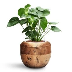 Monstera Deliciosa - HydroCare 38 Monstera Deliciosa - HydroCare -Indoor Plant Store Monstera deliciosa HydroCare Opus Raw Couple Planter Gold