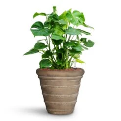 Treasure Selena Planter - Chalk Beige -Indoor Plant Store Monstera deliciosa HydroCare Treasure Selena Planter Chalk Beige 50a11016 4d83 40cf 88d7 568c5e42d6d0