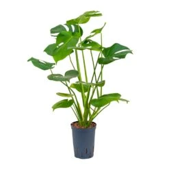 Monstera Deliciosa - HydroCare 31 Monstera Deliciosa - HydroCare -Indoor Plant Store Monstera deliciosa Hydroculture 15 19x55cm