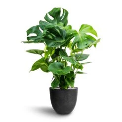 Monstera Deliciosa - HydroCare 29 Monstera Deliciosa - HydroCare -Indoor Plant Store Monstera deliciosa Hydroculture Bola Artstone Plant Pot Black