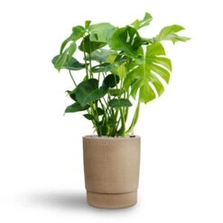 Monstera Deliciosa - HydroCare 26 Monstera Deliciosa - HydroCare -Indoor Plant Store Monstera deliciosa Hydroculture Chao Plant Pot Concrete