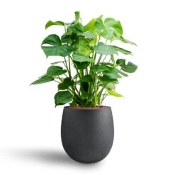 Monstera Deliciosa - HydroCare 30 Monstera Deliciosa - HydroCare -Indoor Plant Store Monstera deliciosa Hydroculture Grigio Balloon Plant Pot Anthracite Concrete 2
