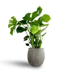Monstera Deliciosa - HydroCare 33 Monstera Deliciosa - HydroCare -Indoor Plant Store Monstera deliciosa Hydroculture Grigio Balloon Plant Pot Natural Concrete