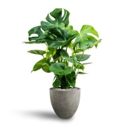 Monstera Deliciosa - HydroCare 39 Monstera Deliciosa - HydroCare -Indoor Plant Store Monstera deliciosa Hydroculture Grigio Egg Pot Planter Natural Concrete