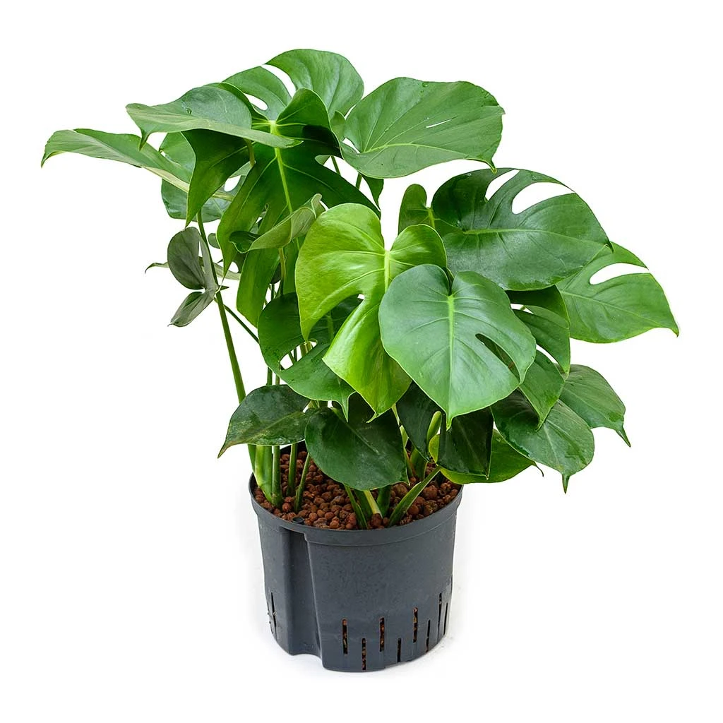 Monstera Deliciosa - HydroCare 1 Monstera Deliciosa - HydroCare