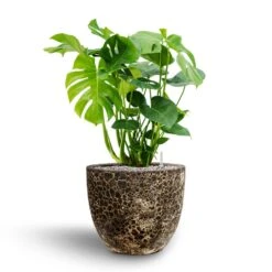 Monstera Deliciosa - HydroCare 28 Monstera Deliciosa - HydroCare -Indoor Plant Store Monstera deliciosa Hydroculture Lava Couple Relic Planter Black