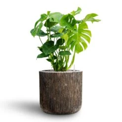 Luxe Lite Waterfall Cylinder Planter - Bronze 21 Luxe Lite Waterfall Cylinder Planter - Bronze -Indoor Plant Store Monstera deliciosa Hydroculture Luxe Lite Waterfall Cylinder Planter Bronze 05793a49 d1a0 463b 8e75 c15fa652684a