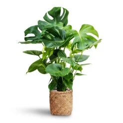 Zayn Bamboo Planter -Indoor Plant Store Monstera deliciosa Hydroculture Zayn Bamboo Planter 7e1bc869 5f47 40a3 a23a cc66f565b733