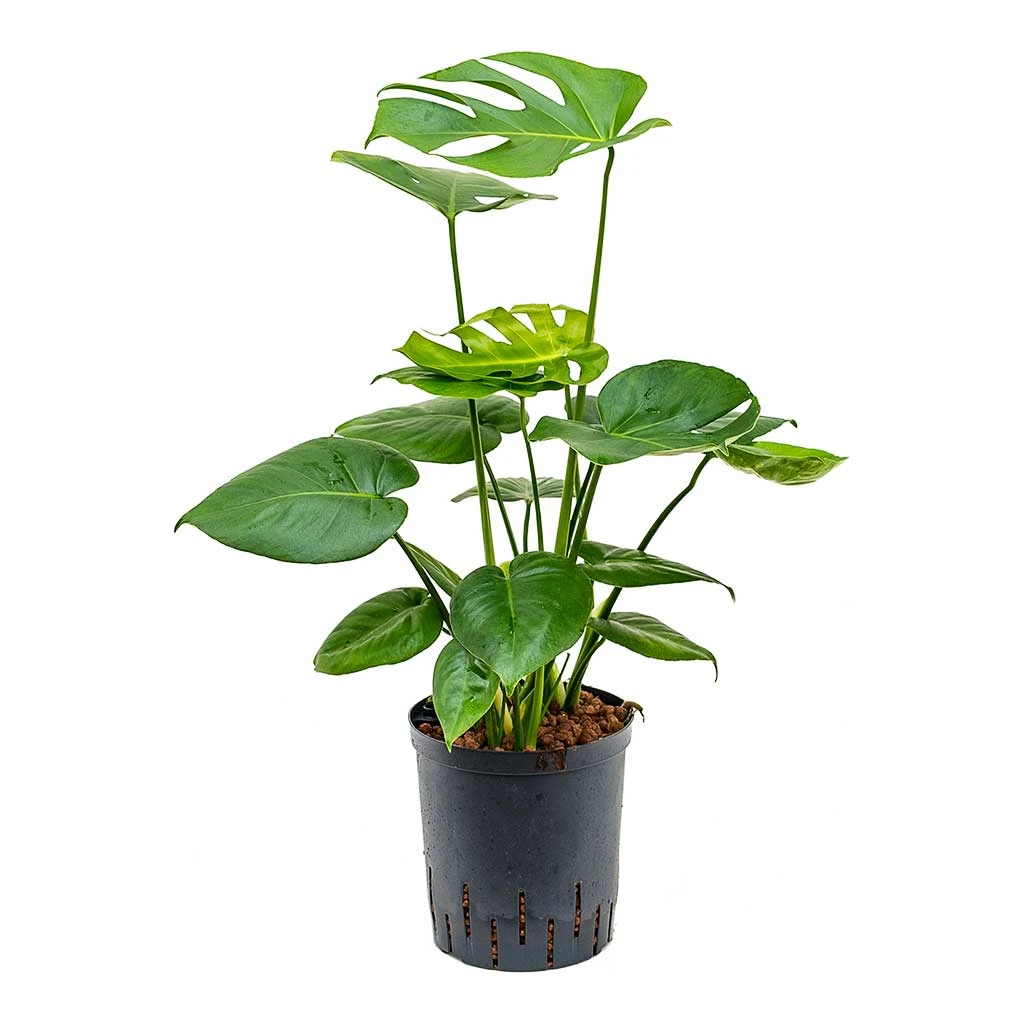 Monstera Deliciosa - HydroCare 8 Monstera Deliciosa - HydroCare - Image 8