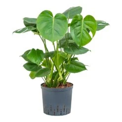 Monstera Deliciosa - HydroCare 24 Monstera Deliciosa - HydroCare -Indoor Plant Store Monstera deliciosa Indoor Plant Hydroculture 22 19x70cm