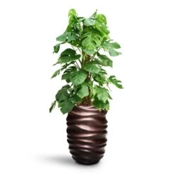 Gradient Lee Partner Planter - Matt Coffee 10 Gradient Lee Partner Planter - Matt Coffee -Indoor Plant Store Monstera deliciosa Moss Pole HydroCare Gradient Lee Partner Planter Matt Coffee 5606cfb2 d1e1 4b7a 8b46 d21c2c65acb4