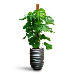 Gradient Lee Partner Planter - Matt Grey 6 Gradient Lee Partner Planter - Matt Grey -Indoor Plant Store Monstera deliciosa Moss Pole Hydroculture Gradient Lee Partner Planter Matt Grey