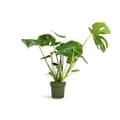 Monstera Deliciosa - Swiss Cheese Plant -Indoor Plant Store Monstera deliciosa Swiss Cheese Plant 17x60cm