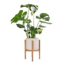 Monstera Deliciosa - Swiss Cheese Plant -Indoor Plant Store Monstera deliciosa Swiss Cheese Plant 17x60cm Anzio Plant Pot with Wooden Stand Stone White 24x24cm
