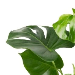 Monstera Deliciosa - Swiss Cheese Plant -Indoor Plant Store Monstera deliciosa Swiss Cheese Plant 17x65cm 2