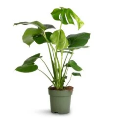 Monstera Deliciosa - Swiss Cheese Plant -Indoor Plant Store Monstera deliciosa Swiss Cheese Plant 17x65cm
