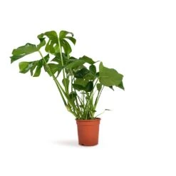 Monstera Deliciosa - Swiss Cheese Plant -Indoor Plant Store Monstera deliciosa Swiss Cheese Plant 21x70cm