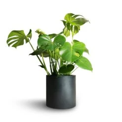 Puk Natural Planter - Matt Black 11 Puk Natural Planter - Matt Black -Indoor Plant Store Monstera deliciosa Swiss Cheese Plant 21x70cm Puk Natural Planter Matt Black 25x25cm
