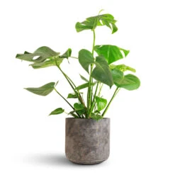 Monstera Deliciosa - Swiss Cheese Plant -Indoor Plant Store Monstera deliciosa Swiss Cheese Plant 21x70cm Saar Plant Pot Earth Cement 26x25cm