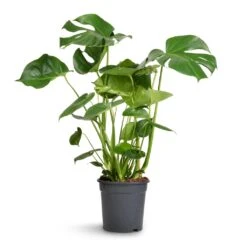 Monstera Deliciosa - Swiss Cheese Plant -Indoor Plant Store Monstera deliciosa Swiss Cheese Plant 21x80cm 2