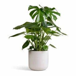 Monstera Deliciosa - Swiss Cheese Plant -Indoor Plant Store Monstera deliciosa Swiss Cheese Plant 21x80cm Lisbon Plant Pot White 24x24cm 003985f8 7835 44e5 8d30 2cf17d2facce