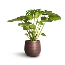Lydia Plant Pot - Shiny Purple 24 Lydia Plant Pot - Shiny Purple -Indoor Plant Store Monstera deliciosa Swiss Cheese Plant 21x80cm Lydia Plant Pot Shiny Purple 26x26cm