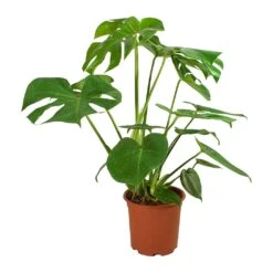 Monstera Deliciosa - Swiss Cheese Plant -Indoor Plant Store Monstera deliciosa Swiss Cheese Plant