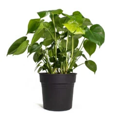 Monstera Deliciosa - Swiss Cheese Plant -Indoor Plant Store Monstera deliciosa Swiss Cheese Plant 30cm