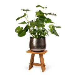 Monstera Deliciosa - Swiss Cheese Plant -Indoor Plant Store Monstera deliciosa Swiss Cheese Plant 30x80cm Jenna Metal Plant Pots Set3 Lead 9154eb5d d5a4 43f1 a3a5 6238707d9c6d