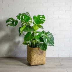 Monstera Deliciosa - Swiss Cheese Plant -Indoor Plant Store Monstera deliciosa Swiss Cheese Plant Kobe Bamboo Planter