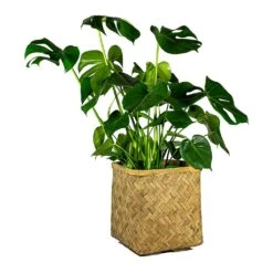Kobe Bamboo Planter -Indoor Plant Store Monstera deliciosa Swiss Cheese Plant Kobe Bamboo Planter plant pot 765e3818 43e1 4b9d 9b03 2092a9d1c5a8