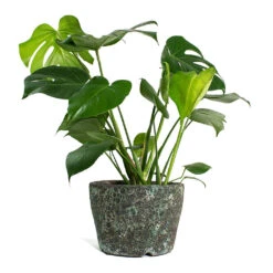 Lava Couple Straight Relic Planter - Jade -Indoor Plant Store Monstera deliciosa Swiss Cheese Plant Lava Couple Straight Relic Planter Jade
