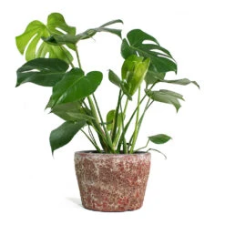 Monstera Deliciosa - Swiss Cheese Plant -Indoor Plant Store Monstera deliciosa Swiss Cheese Plant Lava Couple Straight Relic Planter Pink 1c570f30 76d0 4e5f 8efc e6db177ddf6c